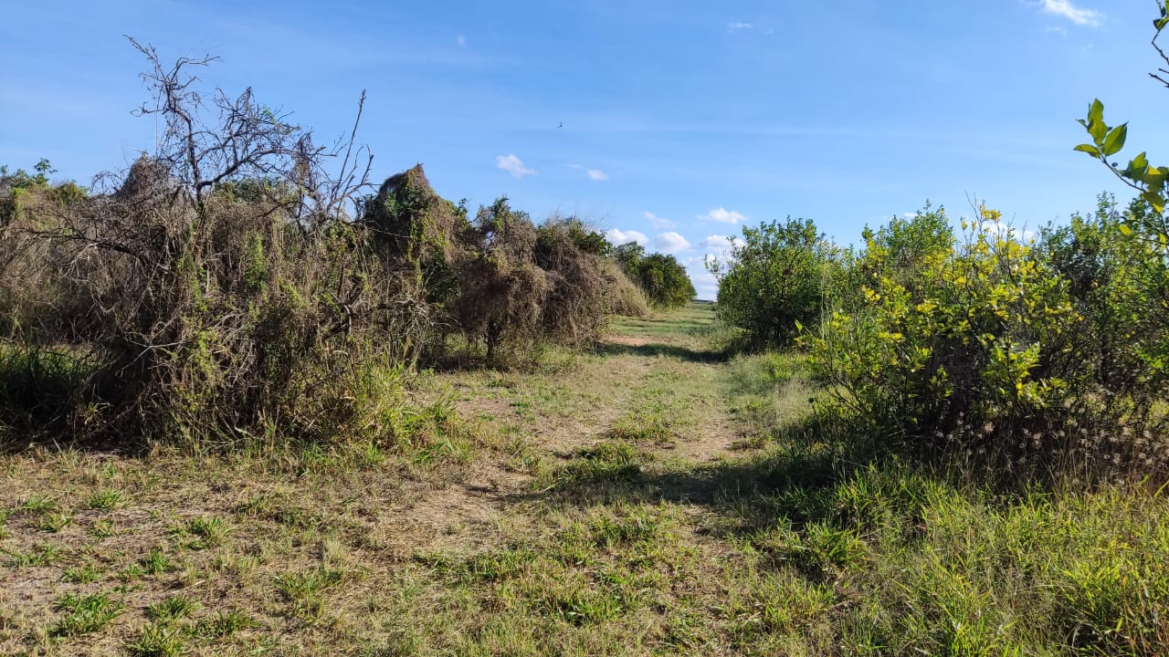 Chácara à venda com 5000 quartos, 5000m² - Foto 10