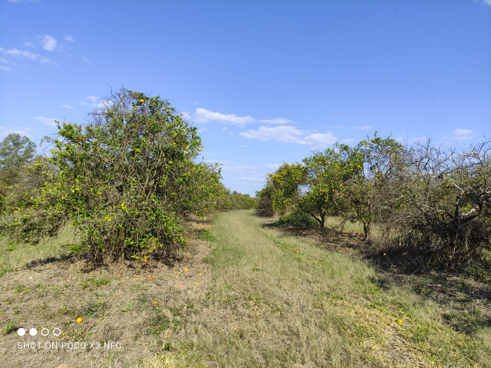 Chácara à venda com 5000 quartos, 5000m² - Foto 19