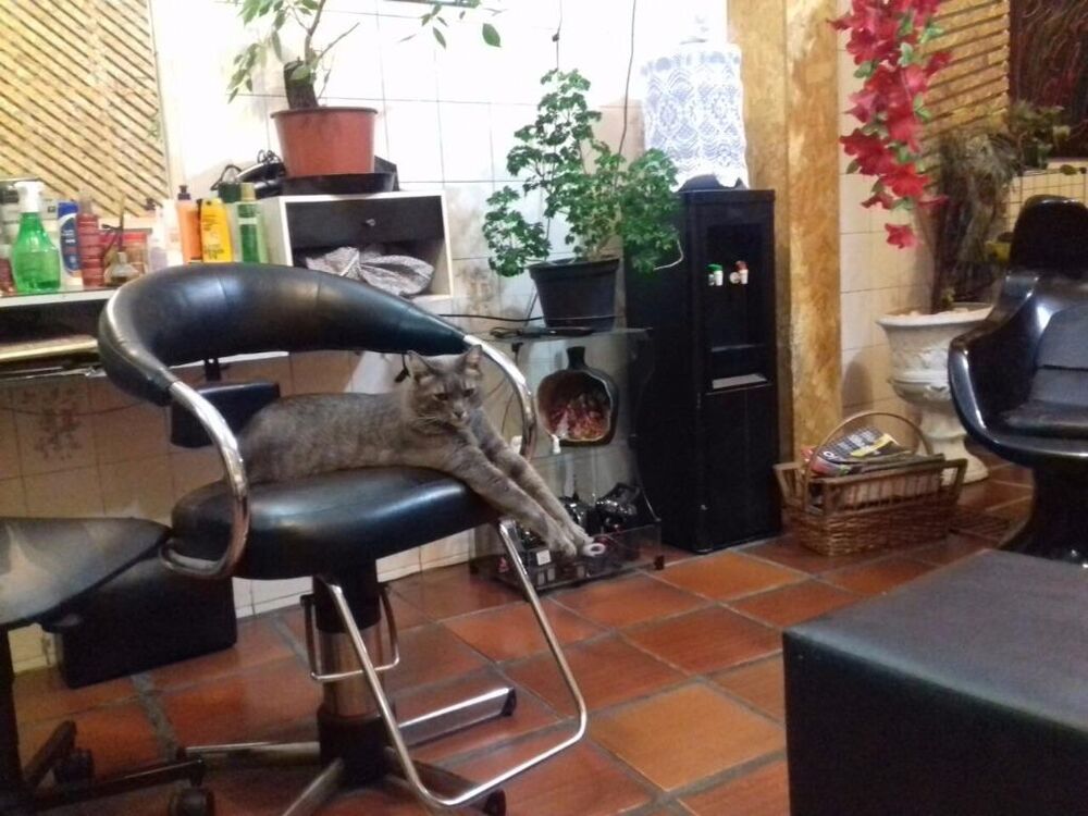Casa, 4 quartos, 500 m² - Foto 7