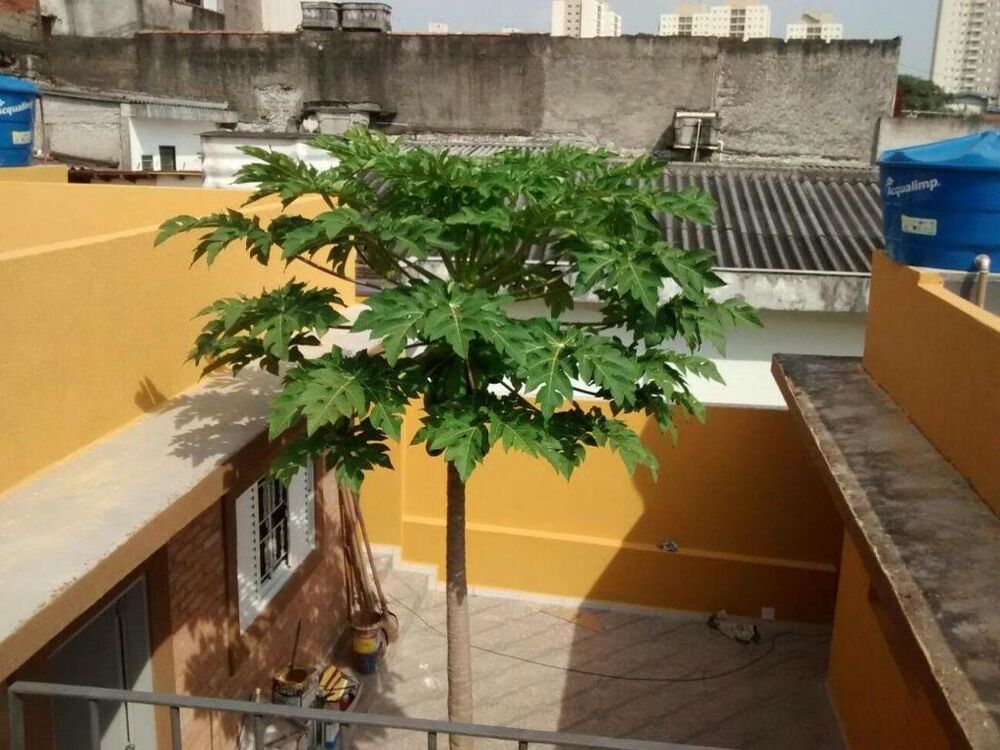 Casa, 8 quartos, 203 m² - Foto 3