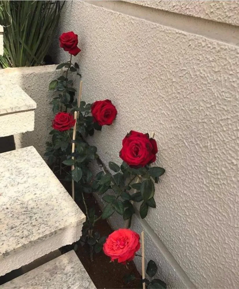 Sobrado, 4 quartos, 300 m² - Foto 11