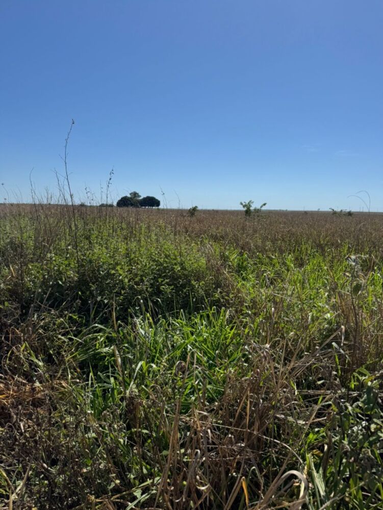 Fazenda - Foto 2