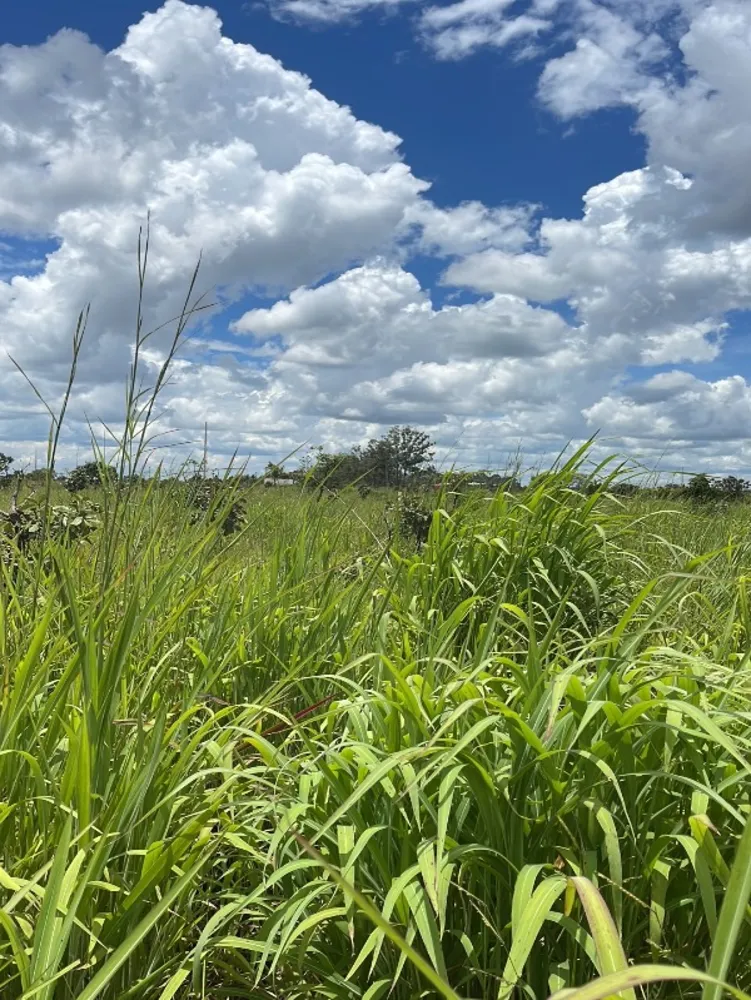 Loteamento e Condomínio, 2 hectares - Foto 2