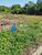 Terreno, 1527 m² - Foto 3