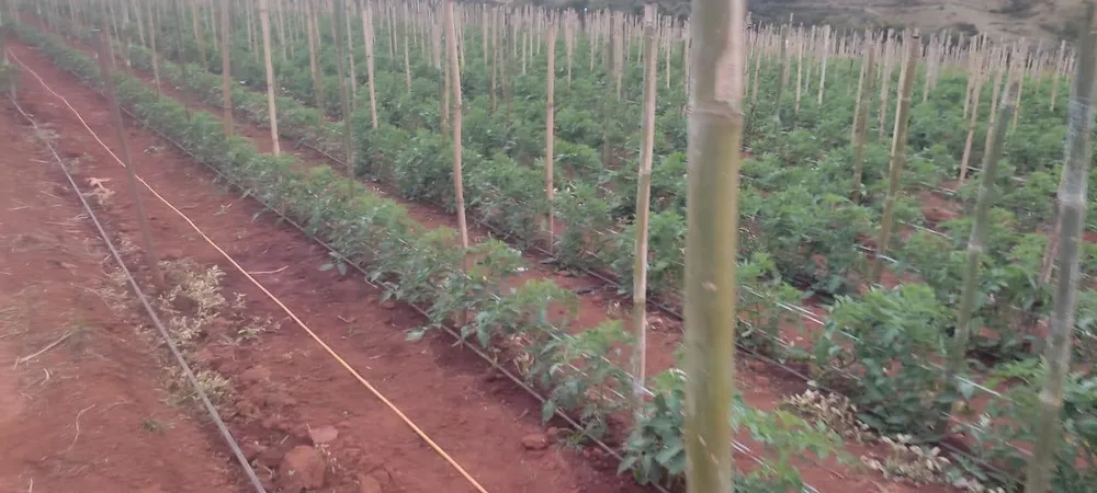 Fazenda - Foto 3