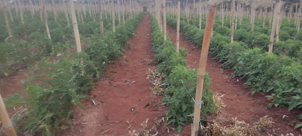 Fazenda - Foto 2