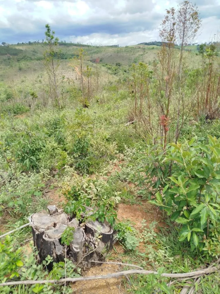 Fazenda - Foto 4