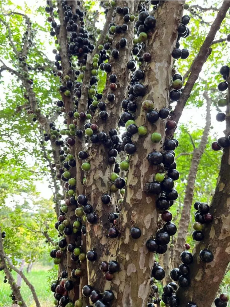 Fazenda - Foto 4