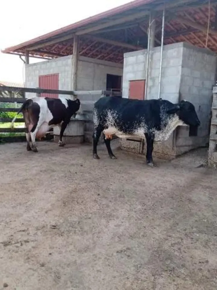 Fazenda - Foto 4