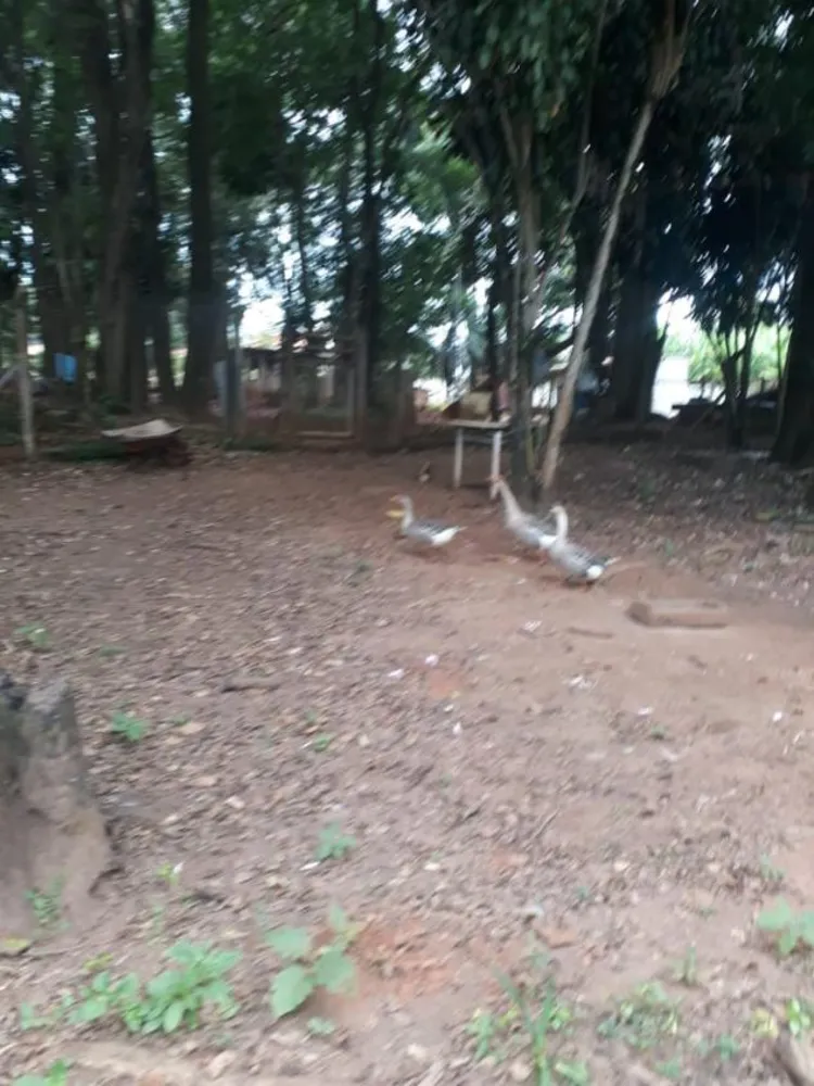 Fazenda, 80 m² - Foto 4