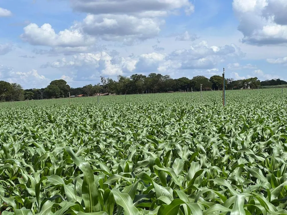 Fazenda - Foto 2