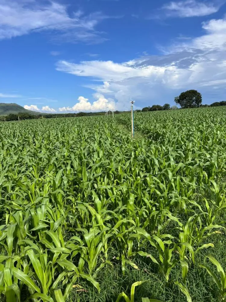 Fazenda - Foto 1