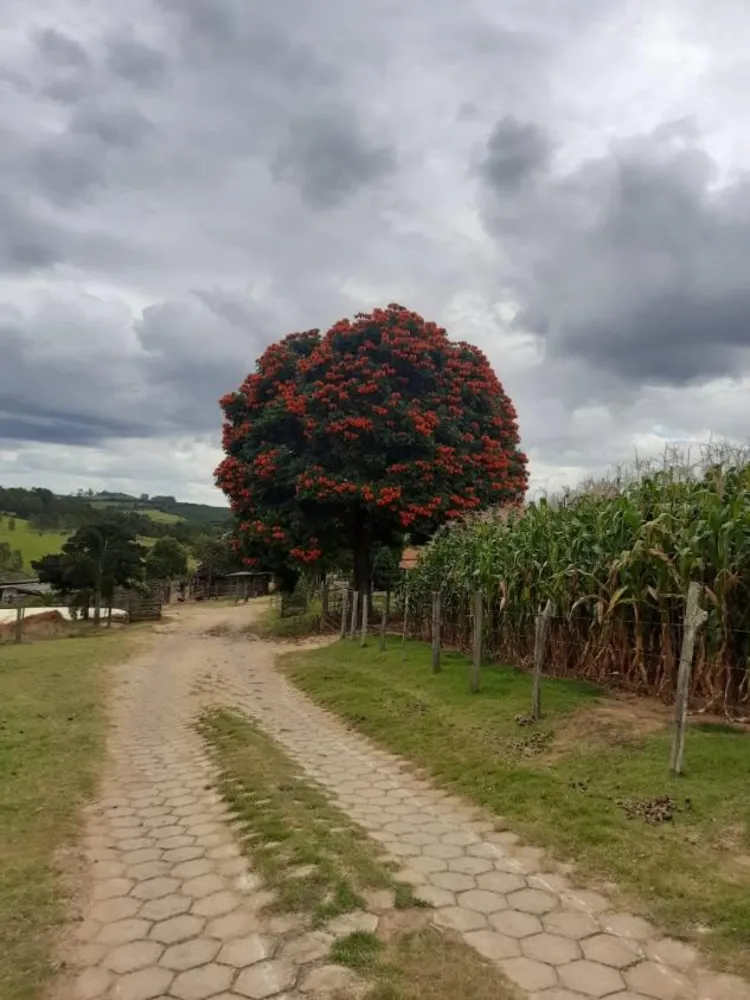 Fazenda - Foto 3