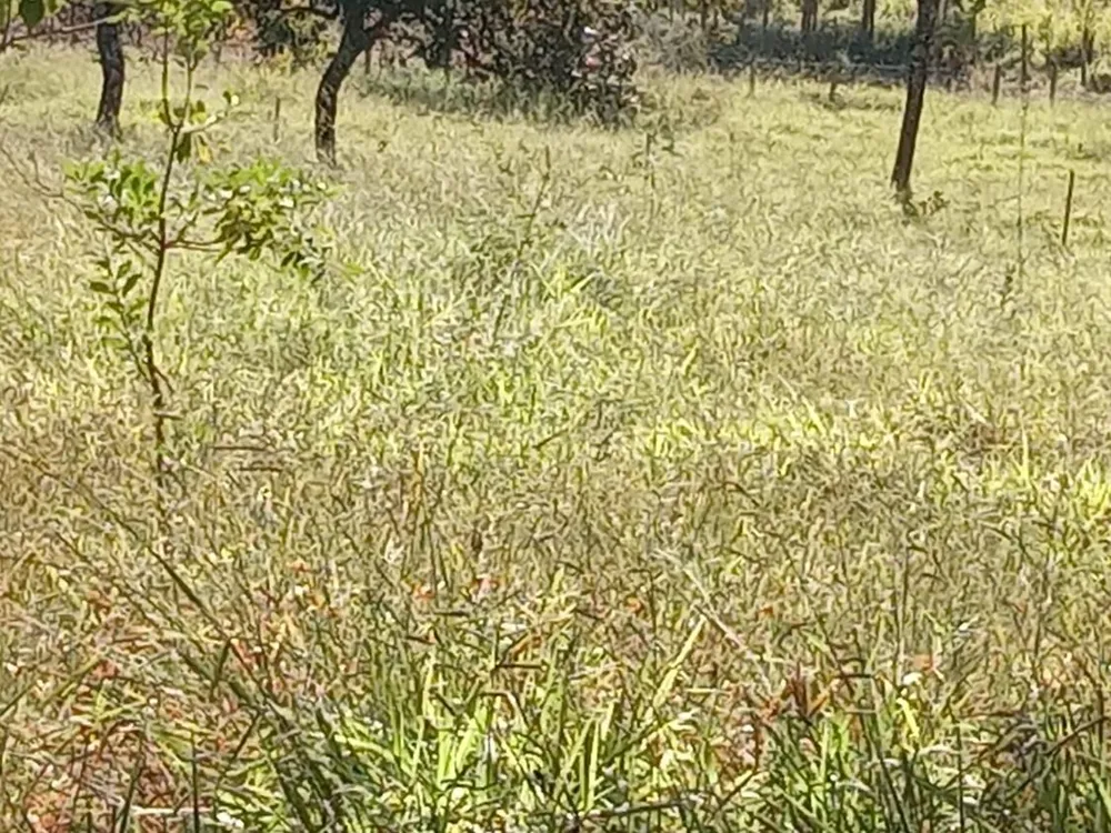 Fazenda, 500 m² - Foto 4