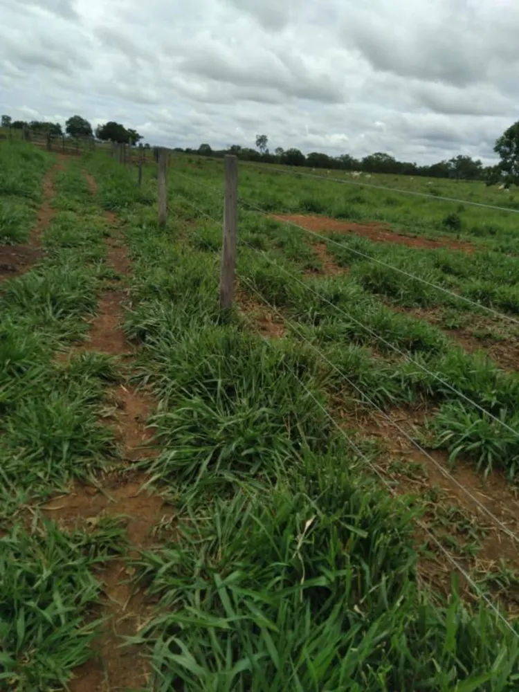 Fazenda - Foto 4