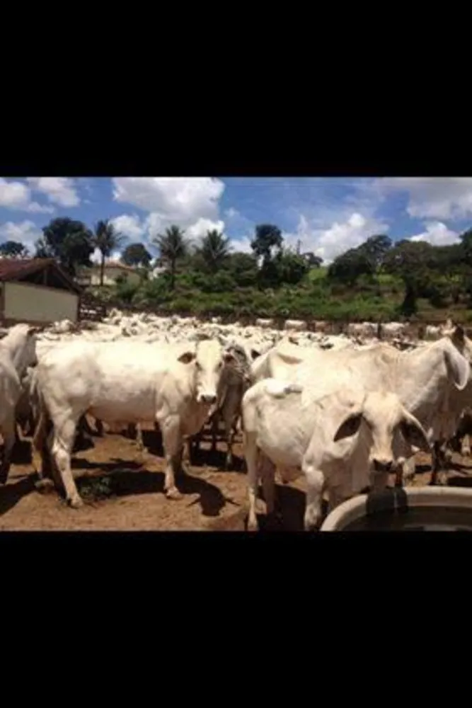Fazenda - Foto 3