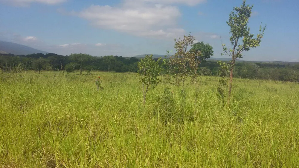 Fazenda - Foto 3