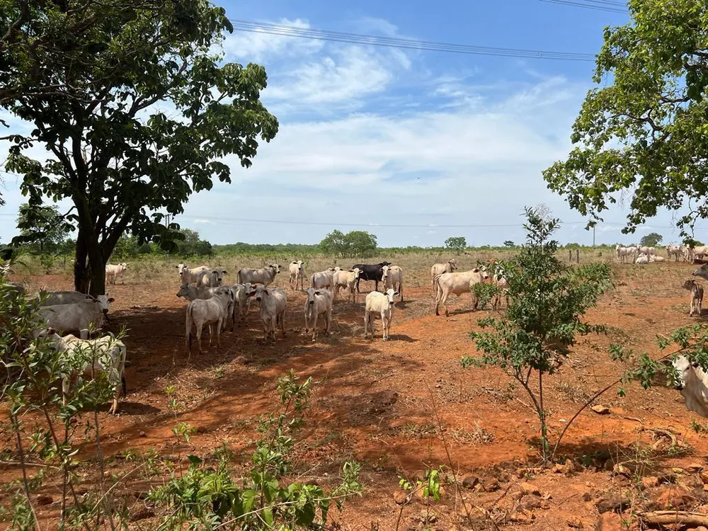 Fazenda - Foto 1