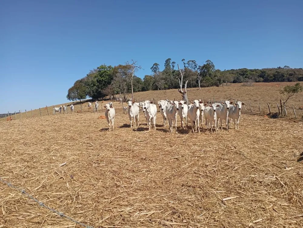 Fazenda, 3000 m² - Foto 3
