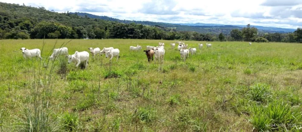 Fazenda, 847 hectares - Foto 1