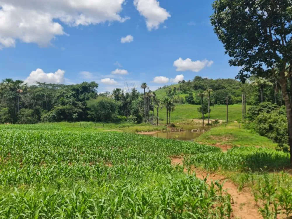 Fazenda, 508 hectares - Foto 3