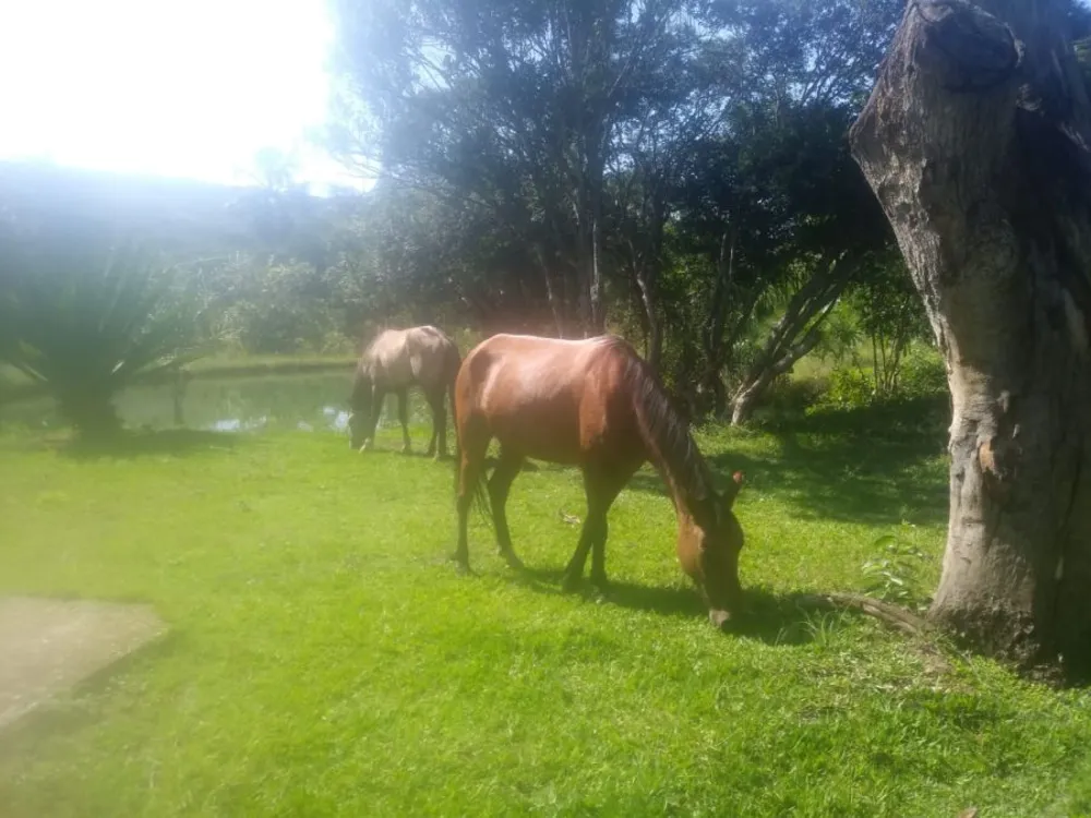 Fazenda, 48 hectares - Foto 15
