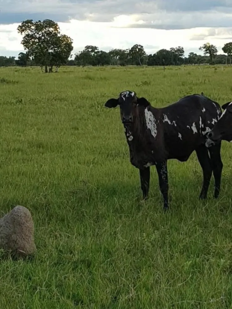 Fazenda, 7842 hectares - Foto 6