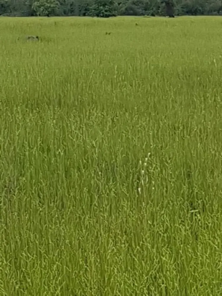 Fazenda, 7842 hectares - Foto 3