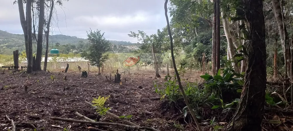 Chácara, 3 quartos, 10000 m² - Foto 3