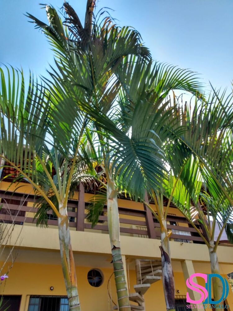 Casa Comercial à venda com 4 quartos, 900m² - Foto 4