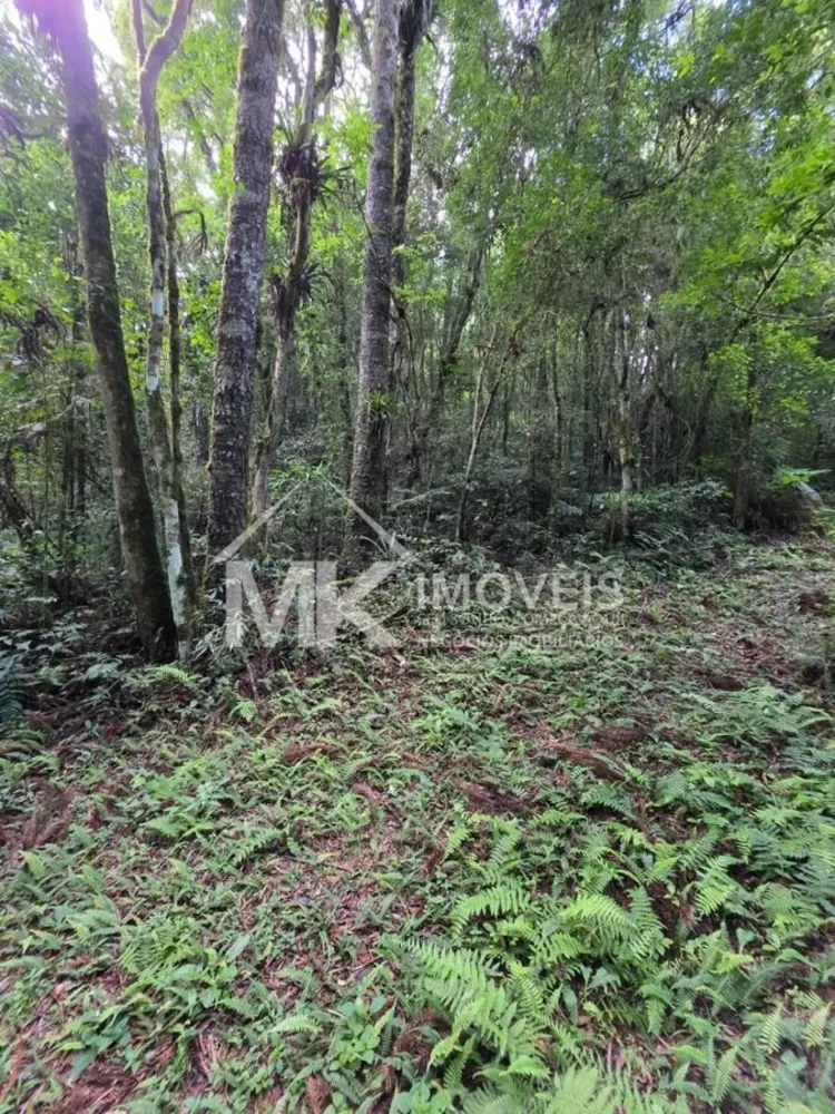 Terreno, 5 hectares - Foto 12