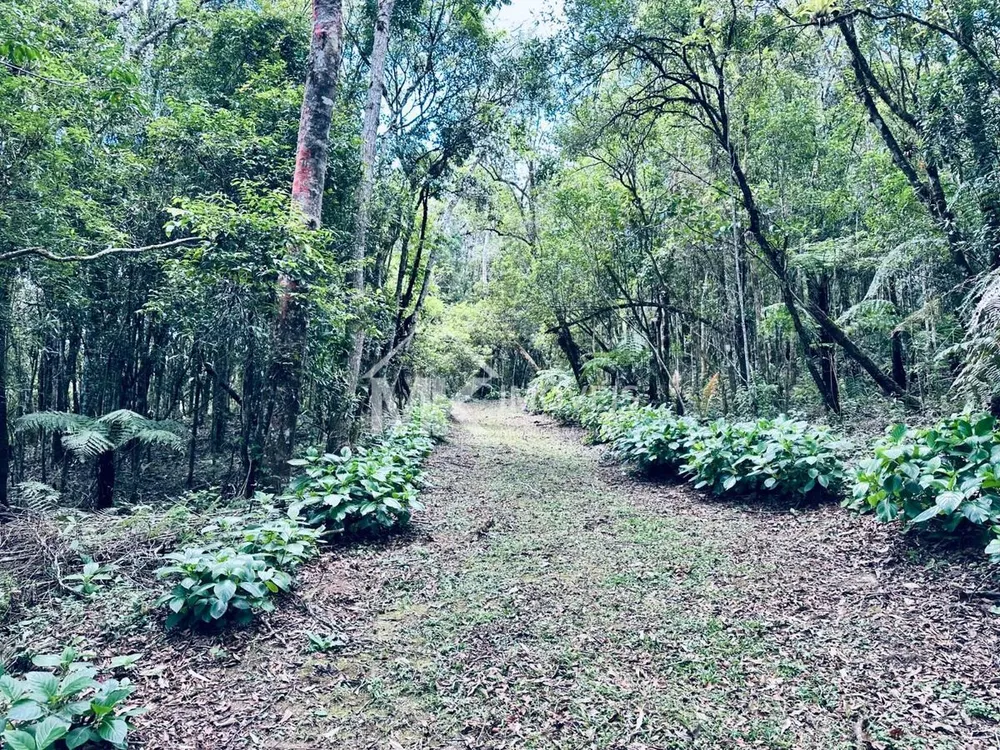 Chácara, 5 hectares - Foto 3