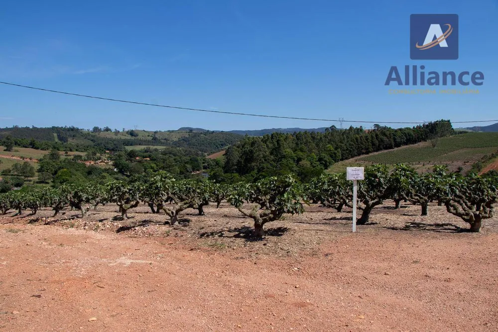 Sítio, 6 hectares - Foto 11