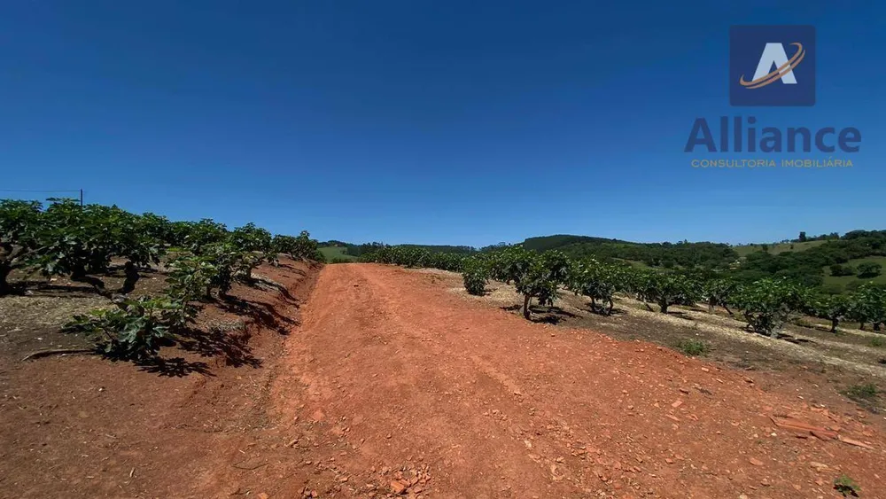 Sítio, 6 hectares - Foto 15