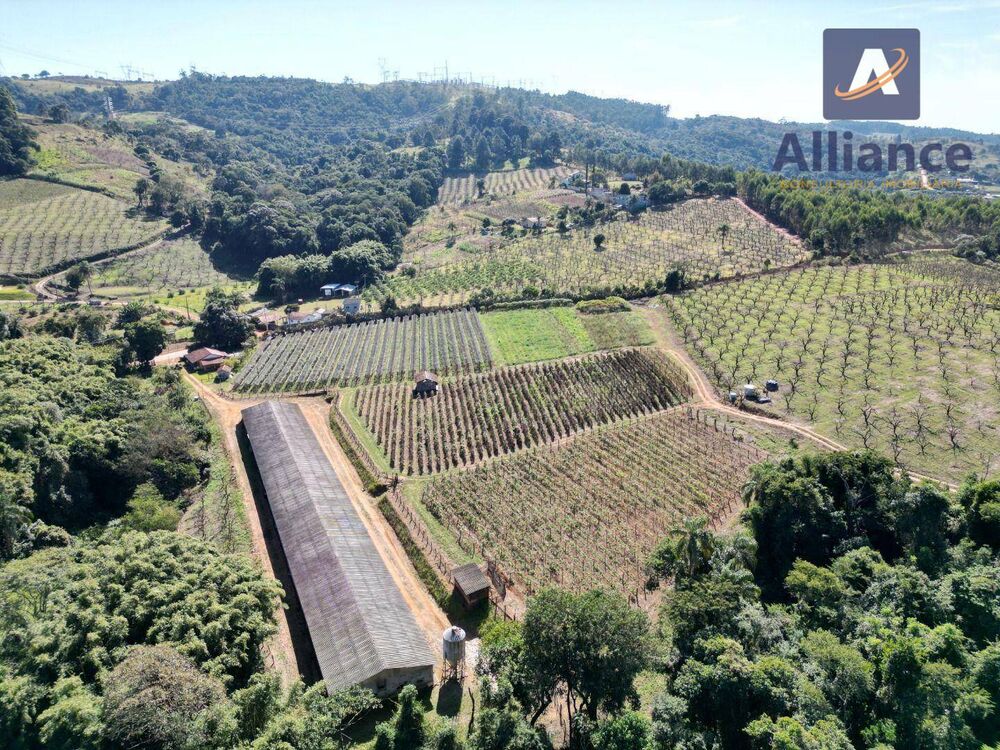 Terreno, 3 hectares - Foto 7