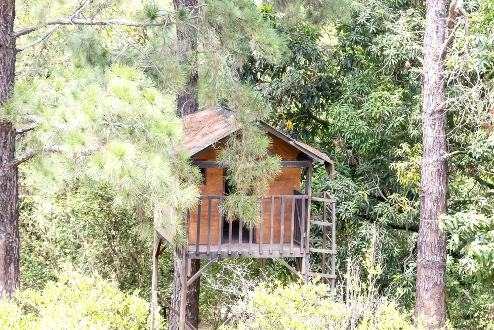 Chácara, 4 quartos, 2 hectares - Foto 6