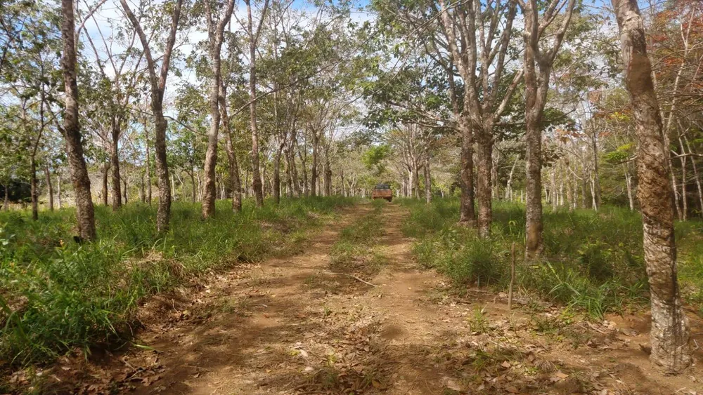 Terreno, 10000 m² - Foto 4