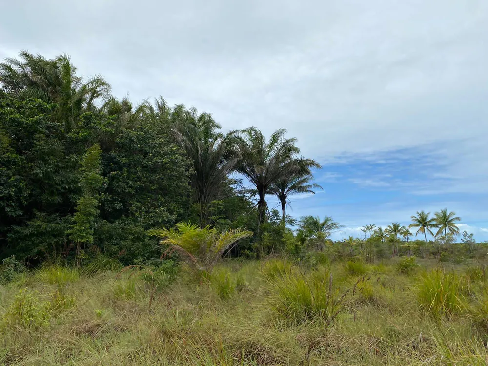 Terreno, 10 hectares - Foto 4