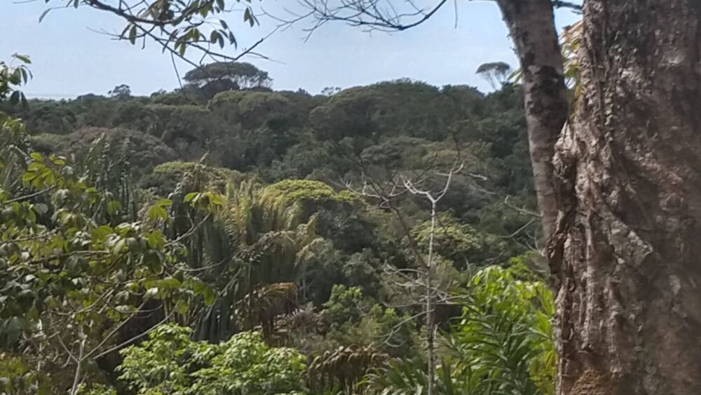 Terreno à venda, 10000m² - Foto 5