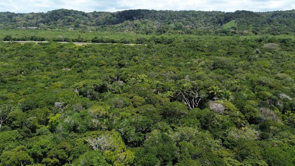 Fazenda, 24 hectares - Foto 6
