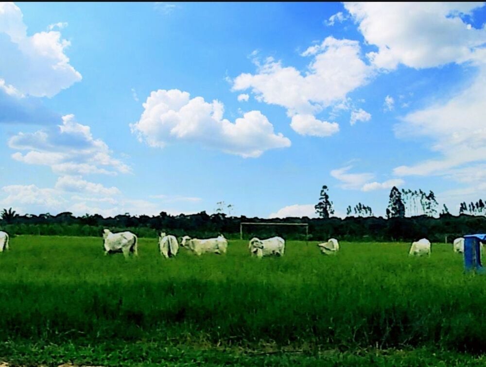 Fazenda à venda com 3 quartos, 585m² - Foto 1