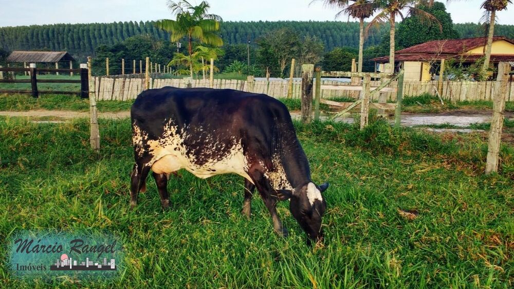 Fazenda à venda com 3 quartos, 585m² - Foto 14