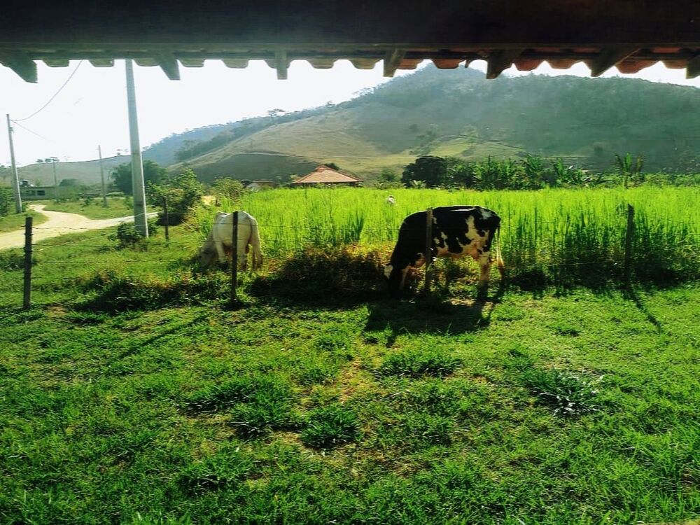Fazenda à venda com 3 quartos, 585m² - Foto 7