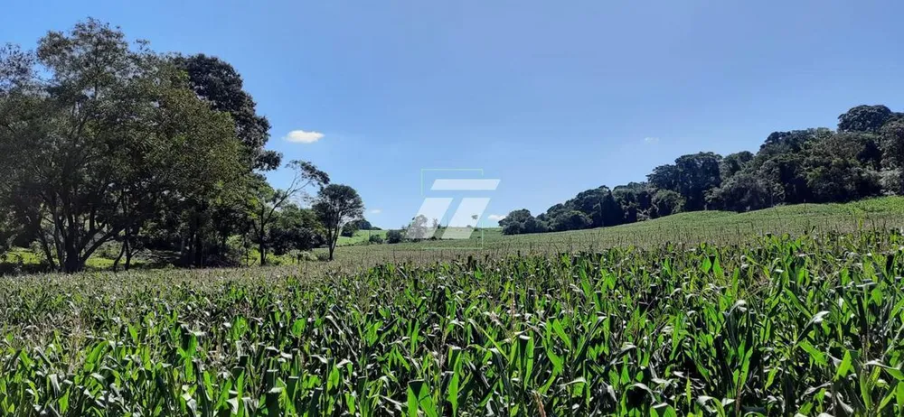 Sítio, 25 hectares - Foto 10
