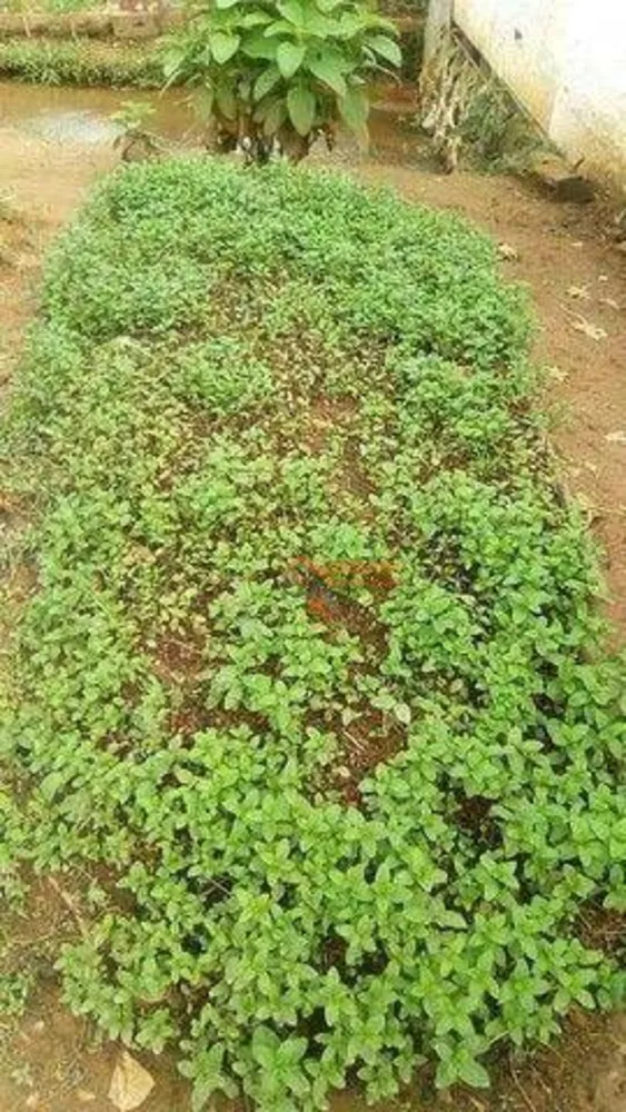 Chácara, 9 quartos, 1260 m² - Foto 18