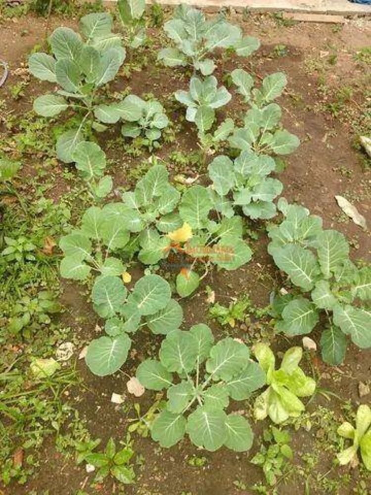 Sobrado, 2 quartos, 450 m² - Foto 9