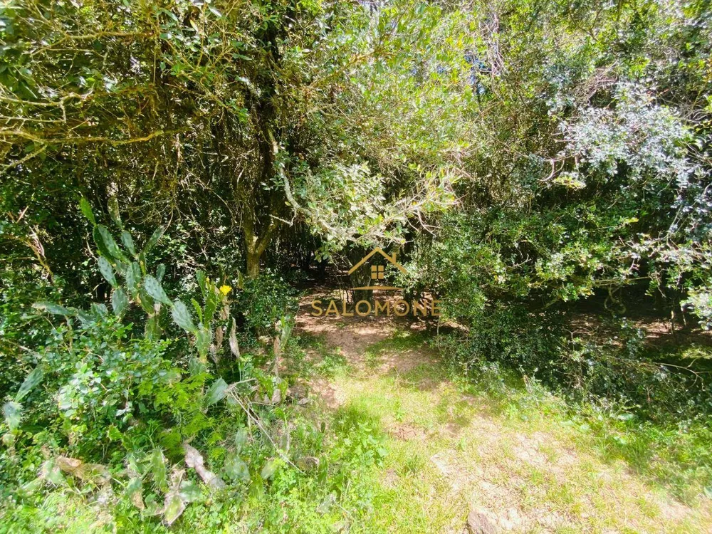 Terreno, 10 hectares - Foto 6