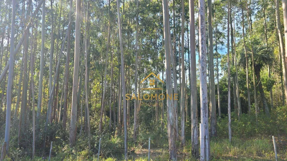 Sítio, 19 hectares - Foto 14