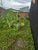 Terreno, 140 m² - Foto 2