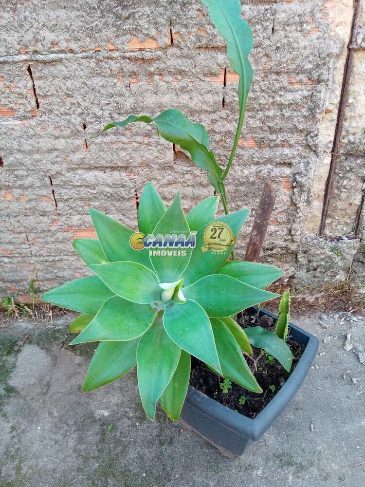 Terreno, 300 m² - Foto 6
